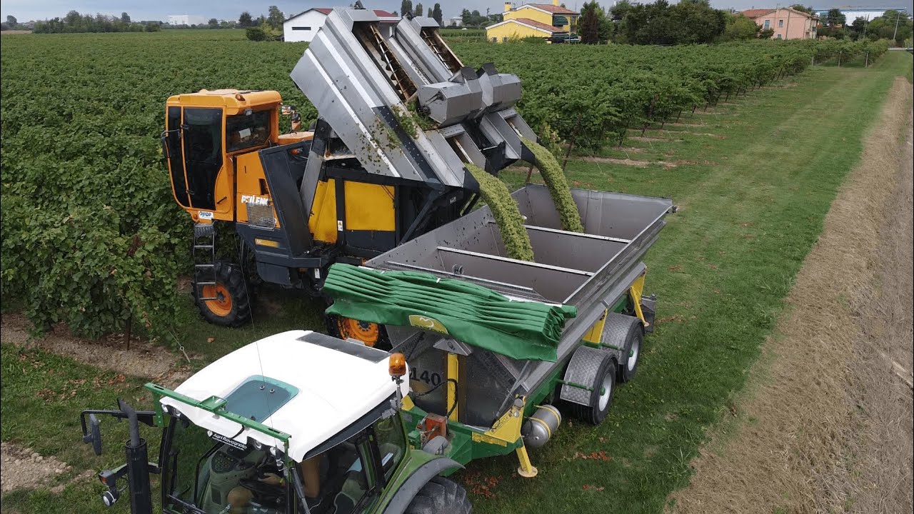 Vendemmia Prosecco 2021 | Pellenc 9056 e Fendt 211p + Pellenc 4560