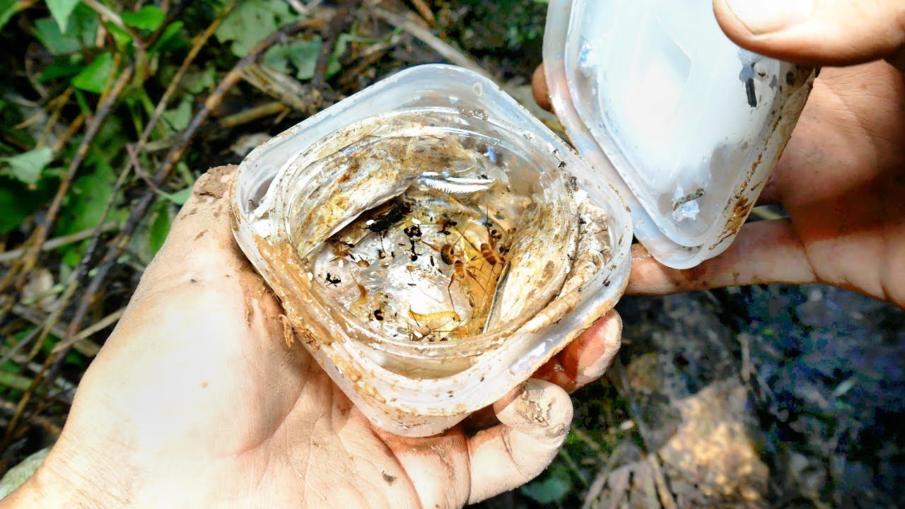 地中に３ヶ月放置した昆虫トラップ