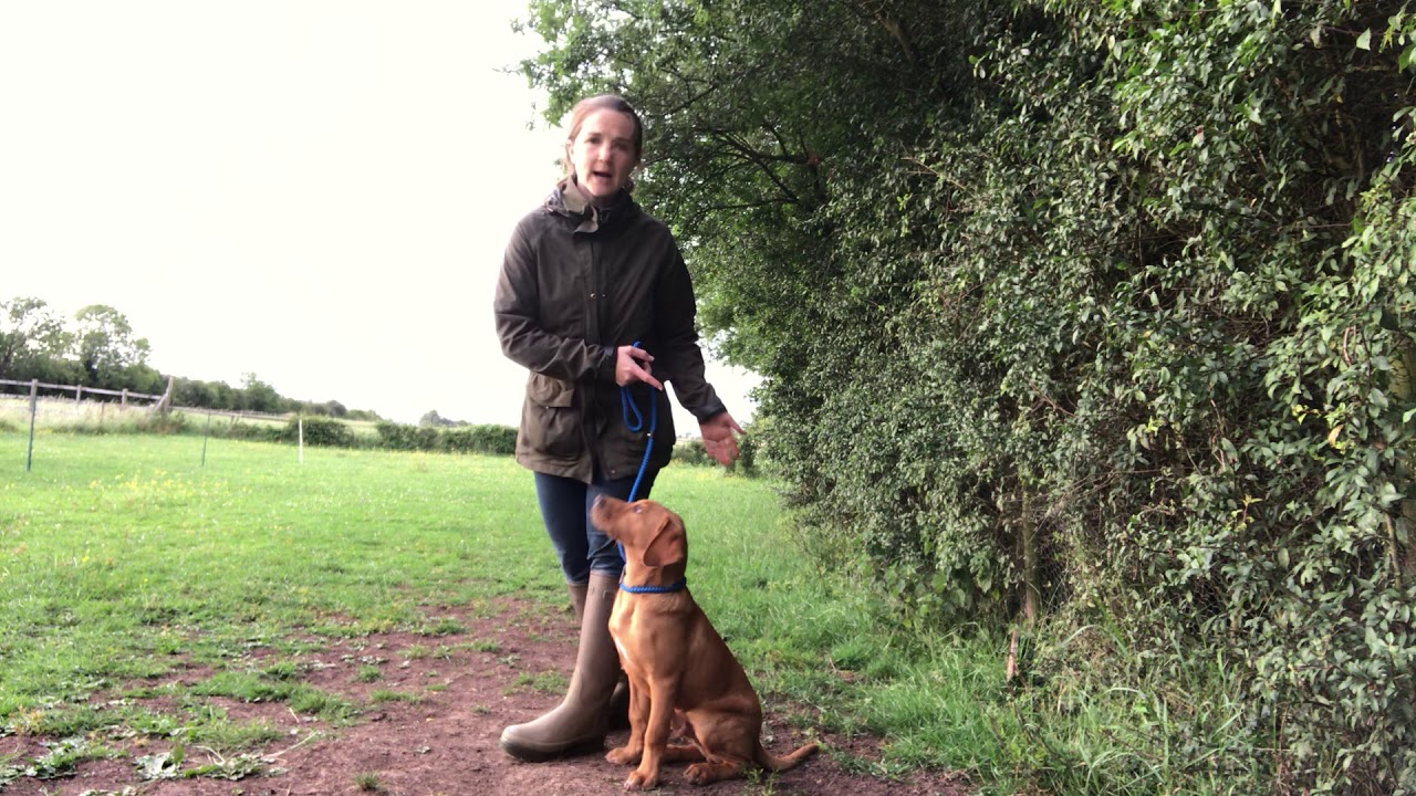 Heel work - off lead heelwork - gundog puppy