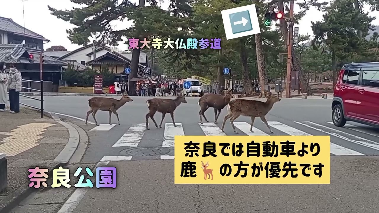 奈良では自動車より鹿🦌の方が優先です ご注意くださいね