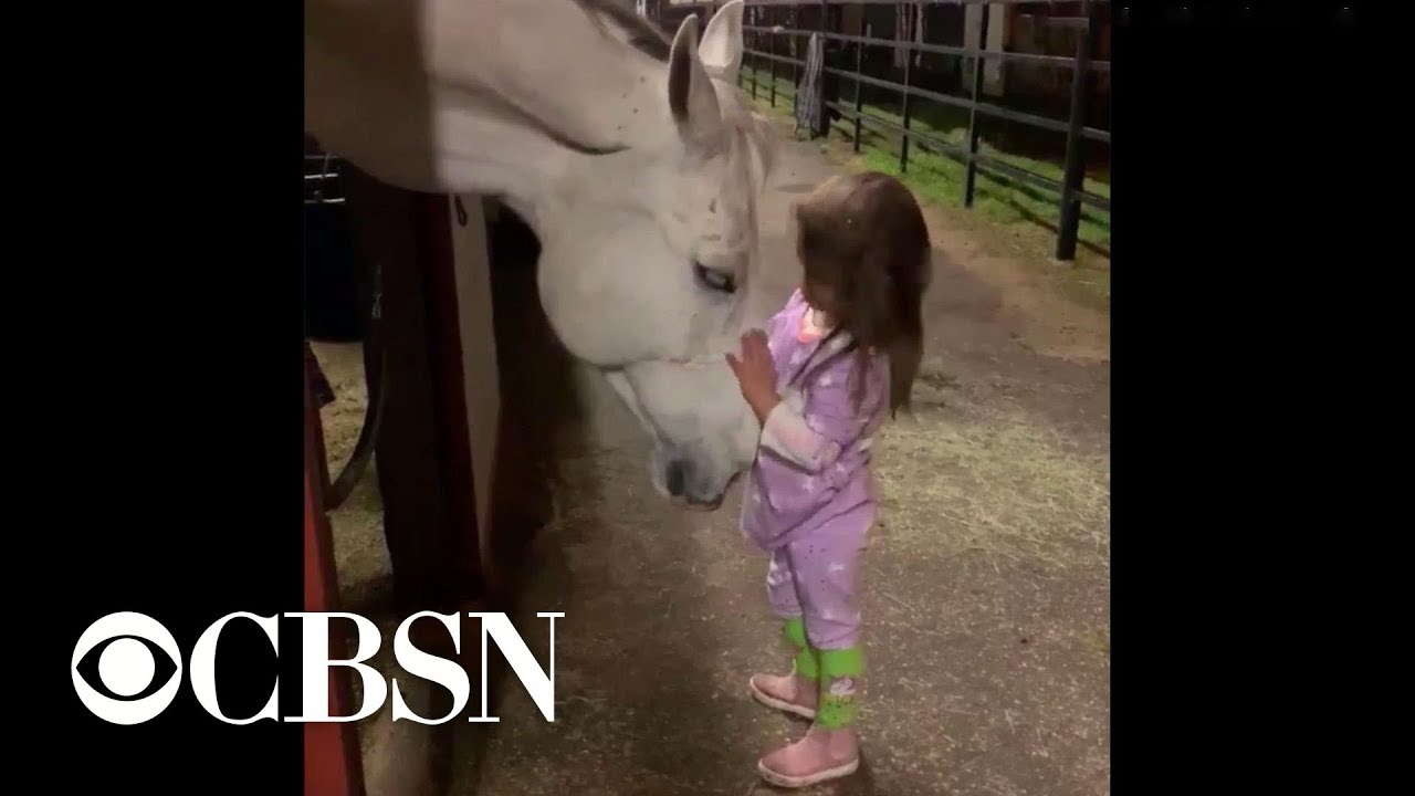 Little girl soothes horse in viral video
