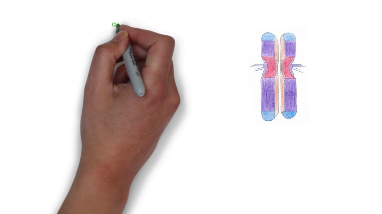 Die Chromosomen-Aufbau und Aufgaben der Chromosomen|JUNG-PFLEGEN.de