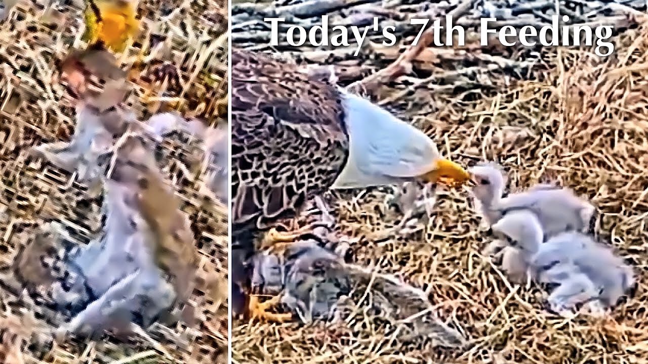 85🦅BC28🐥10° & BC29🐥8°／Bluff City Bald Eagle Nest 2026／Frances💗Franklin ／ETSU/BTES Eagle Cameras