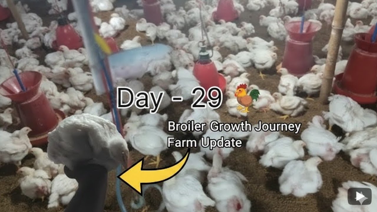 Day- 29 Poultry Farming learning // 