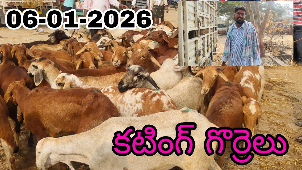 6-01-2026 మిర్యాలగూడ సంతలో తక్కువగా వచ్చిన కటింగ్ గొర్రెలు తెలంగాణ నల్గొండ జిల్లా 