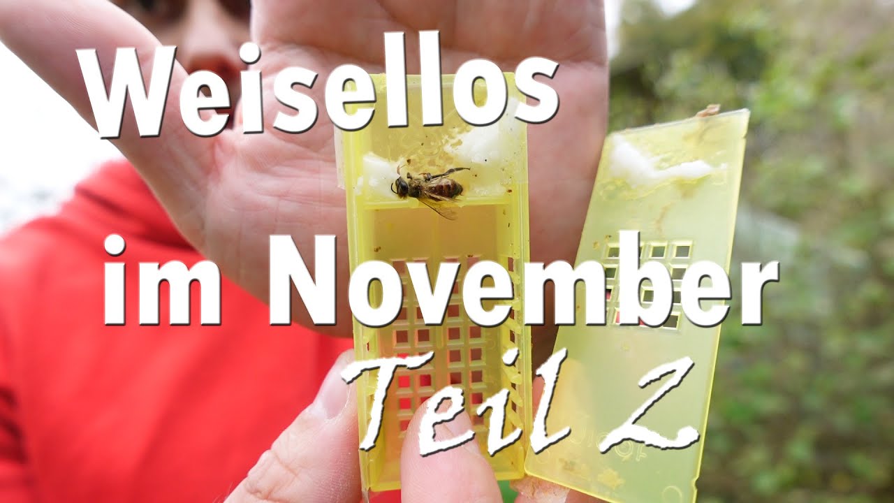 Weisellos im November Teil 2