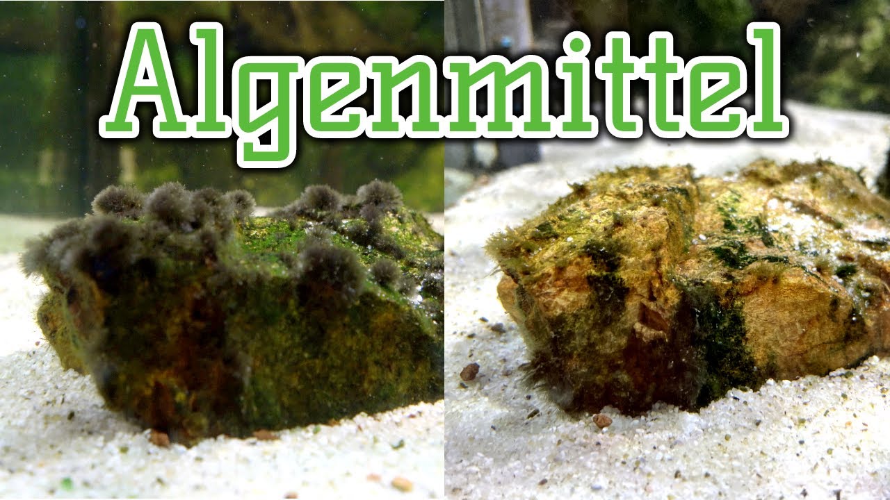 Wirksame Mittel gegen Algen | Unsere Meinung zu Algenmitteln | Algen effektiv und sicher bekämpfen