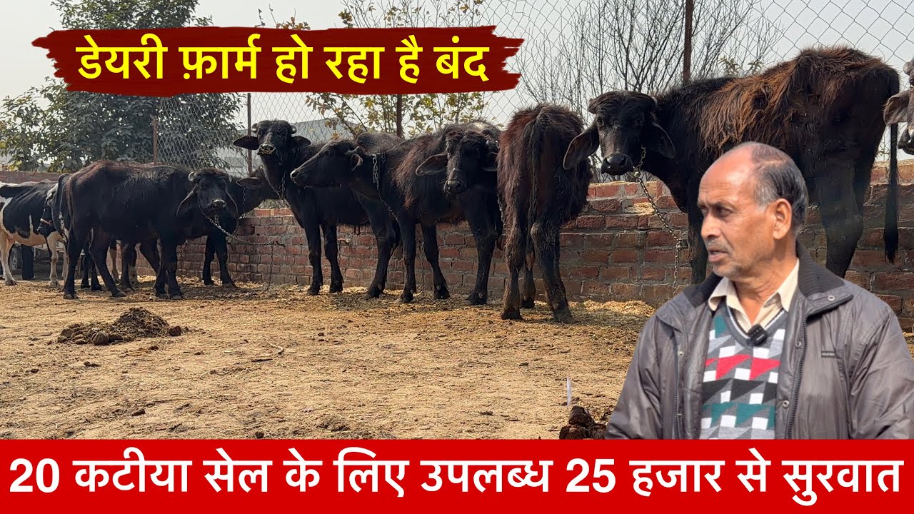 20 कटीया सेल के लिए डेयरी फ़ार्म हो रहा बंद 🥹 25 हजार से सुरवात ✅