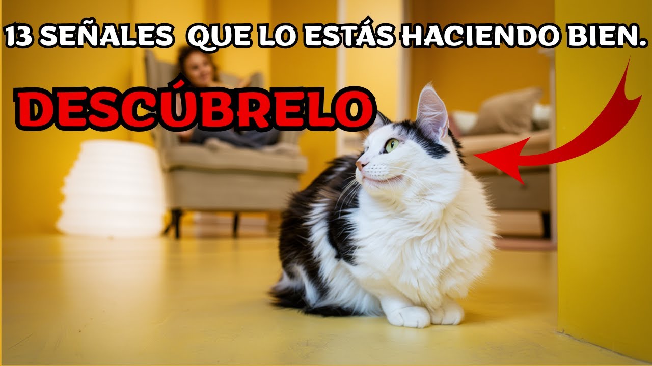 Si tu gato hace estas 13 cosas es feliz de verdad ( la 5 casi nadie la nota)