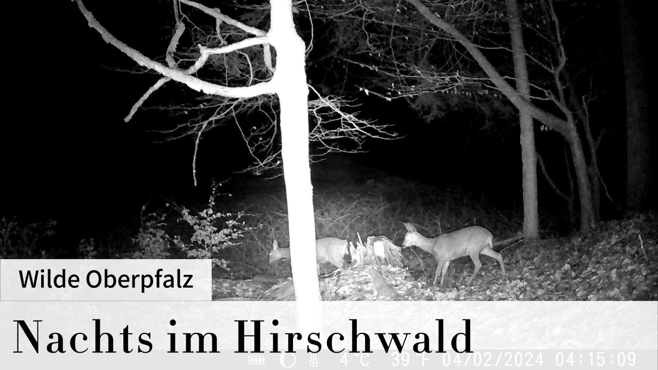Wilde Oberpfalz 4, Wildkamera Aufnahmen, Trail Cam Oberpfalz, Naturpark Hirschwald, Wildlife nachts