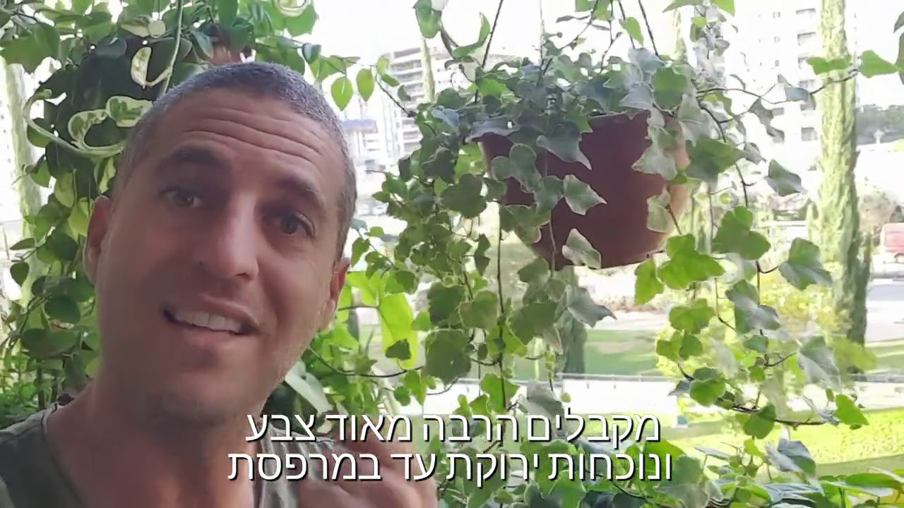 קיסוס צמח מושלם לג'ונגל אורבני במקומות מוצלים