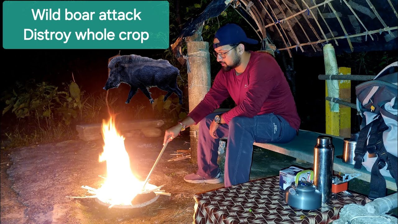 Night camping at Farm | wild boar destroy whole crop 😡 