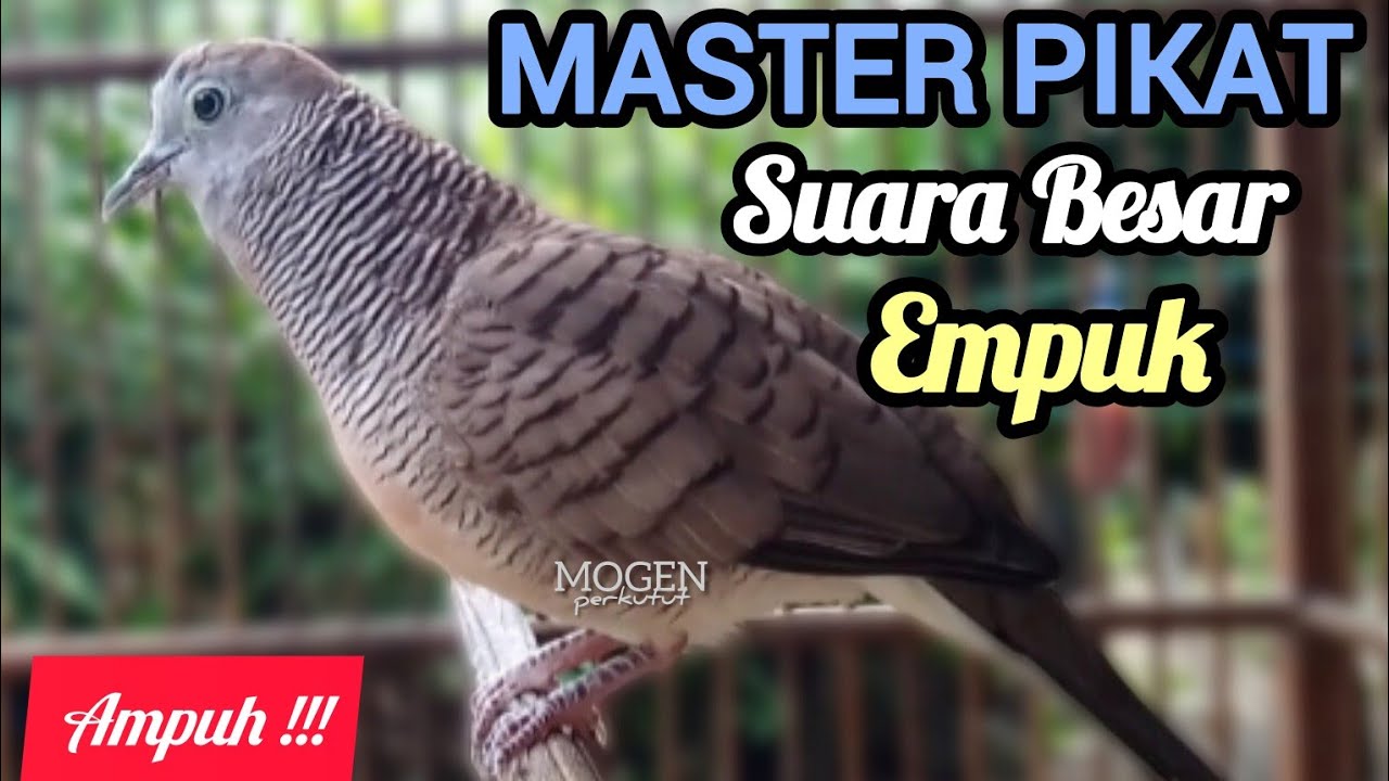 Perkutut Lokal Gacor||Master Pikat Perkutut Super Ampuh||Suara Besar Empuk 
