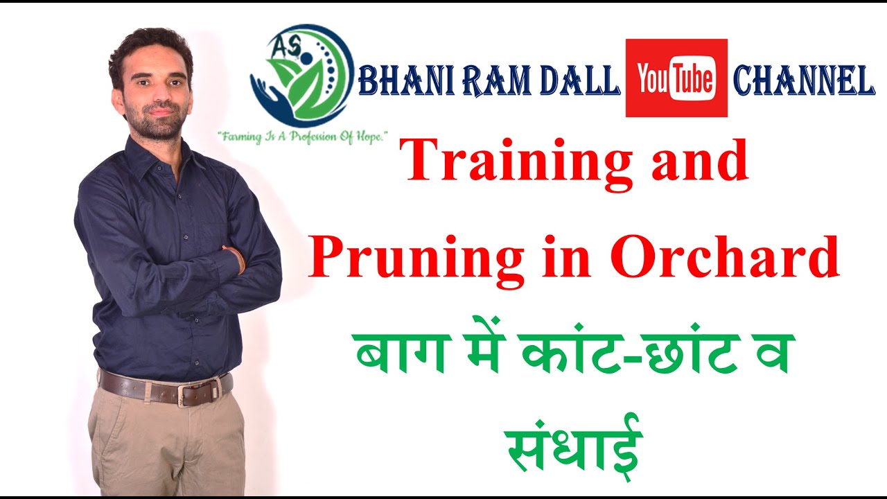 Training and Pruning in Orchard/बाग में कांट-छांट व संधाई/AFO, AAO, कृषि पर्यवेक्षक, ICAR, Pre-PG