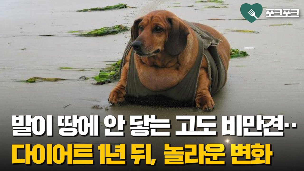35kg 초고도 비만견 오비, 기적의 다이어트 여정