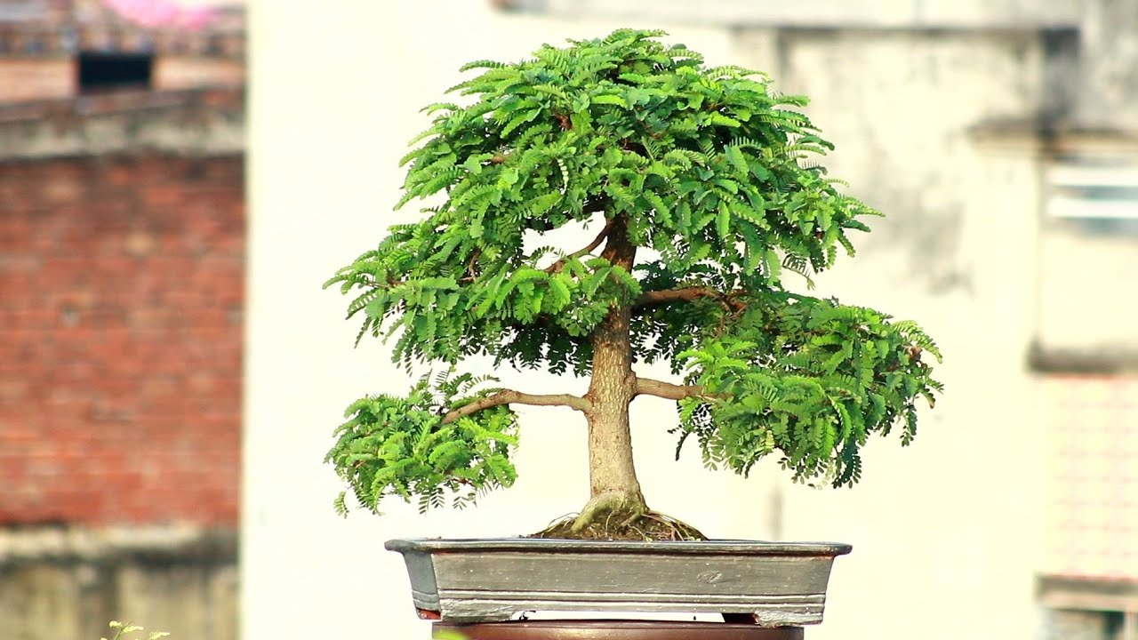 | Tamarind Bonsai Repotting System with Result | তেঁতুল গাছের মাটি পরিবর্তন| Bonsai Artisan | AQIB |