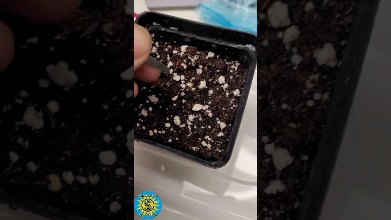 Germinating Weed Seeds. Direct to soil method.  100% Germination Rates.