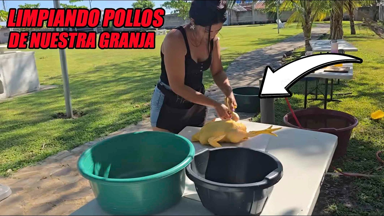 Limpiando los pollos para nuestro consumo.
