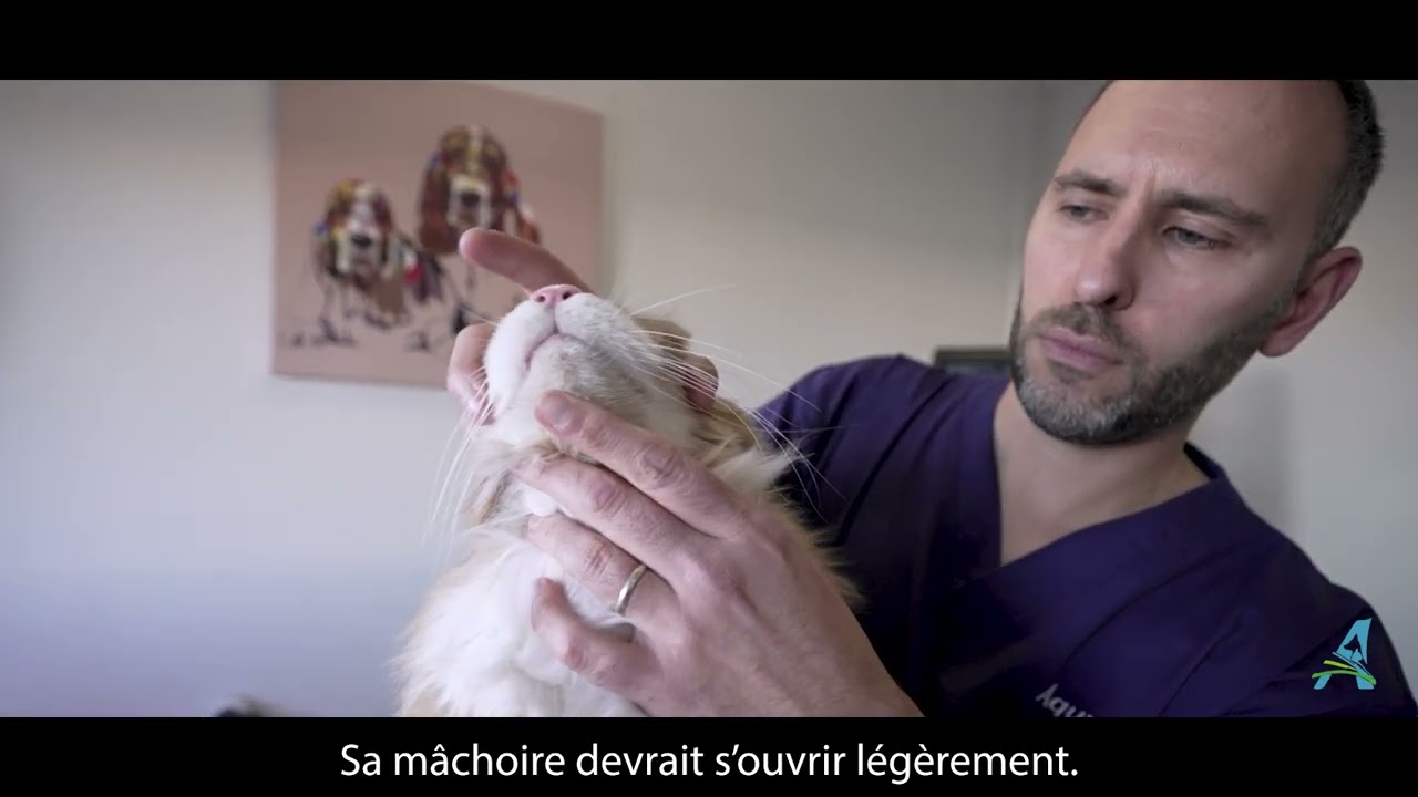 Comment donner un comprimé à son chat ?