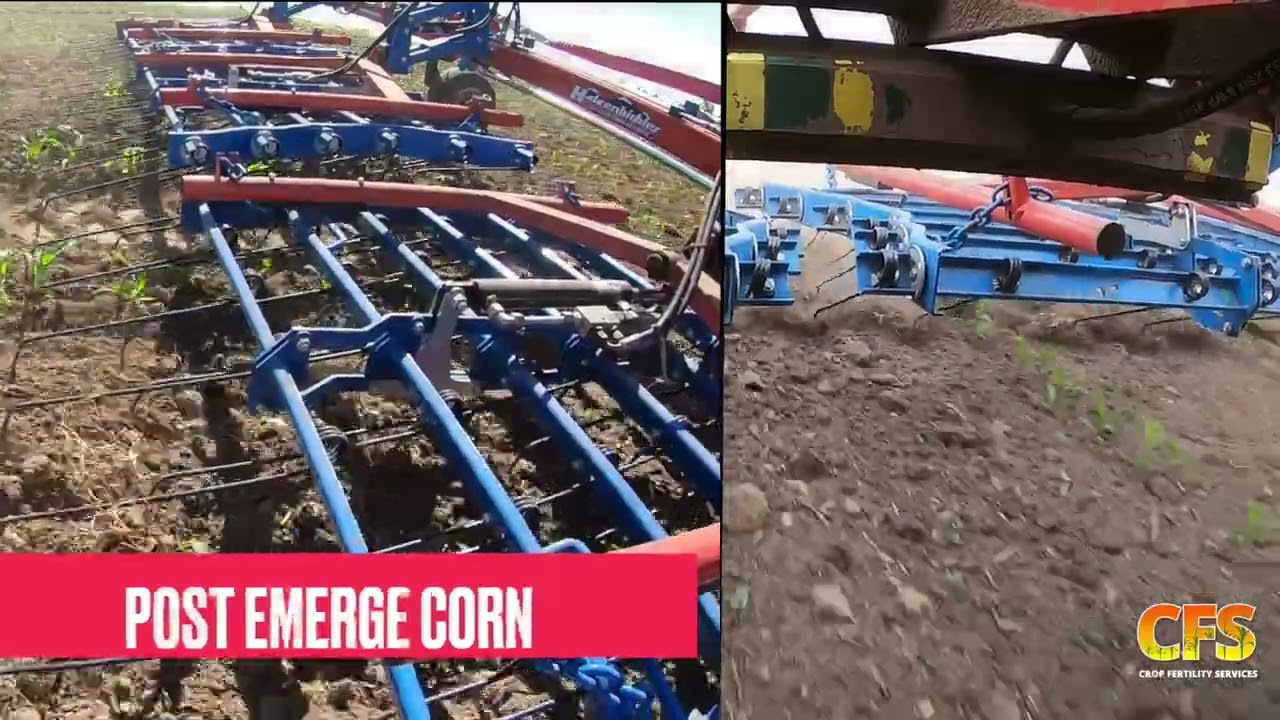 Best Tool For Organic Row Crop Weed Control | Hatzenbichler Tine Weeders In Action