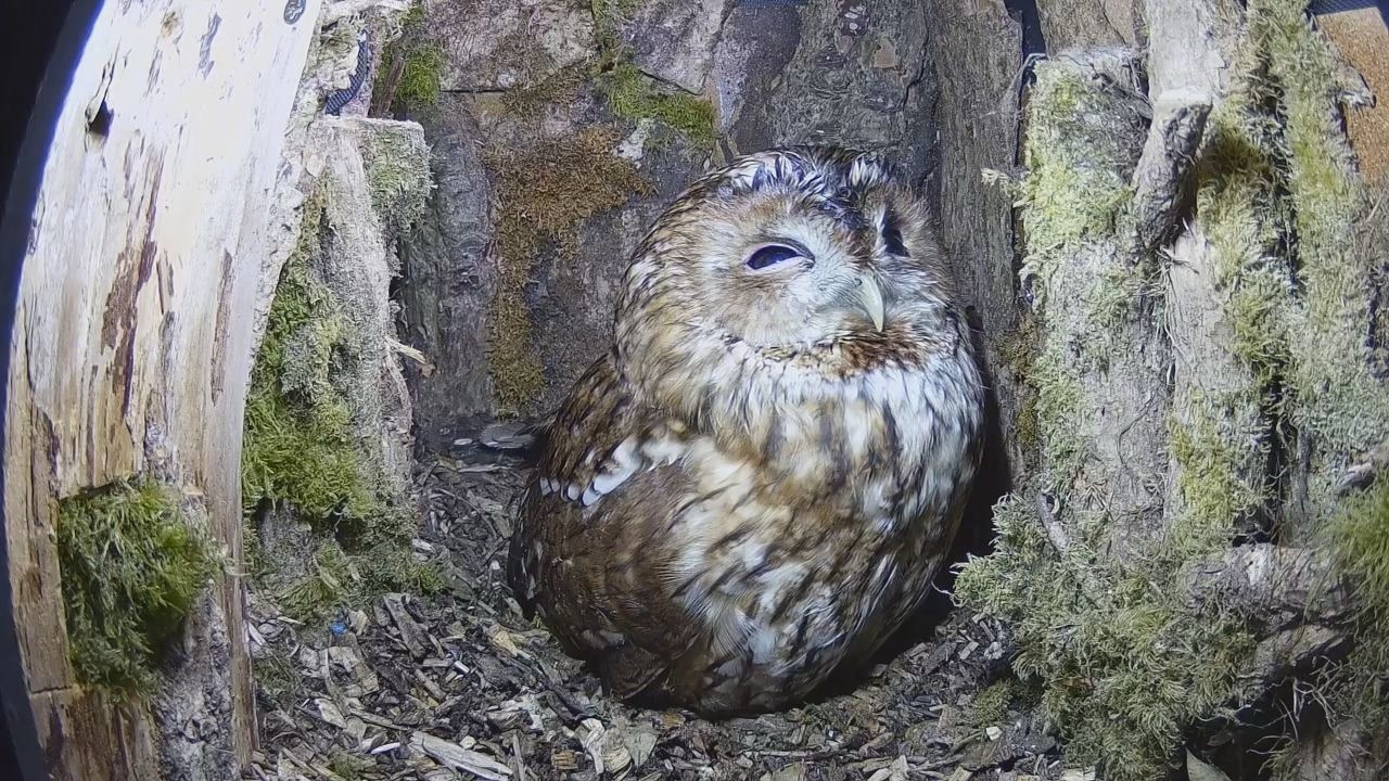 Gwyllt Hollow Live Tawny Owl