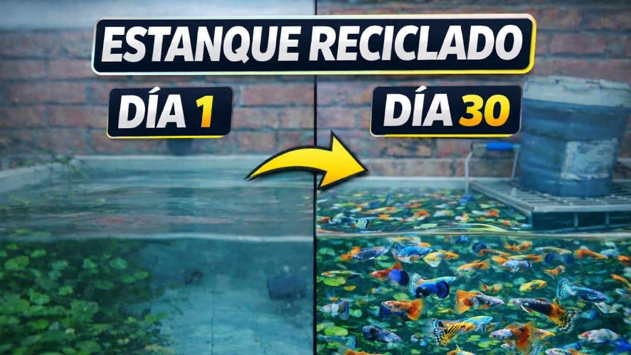 ESTANQUE de guppys del DIA 1 AL 30