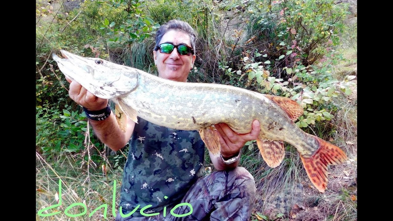 Tremenda picada de un lucio al señuelo en superficie.