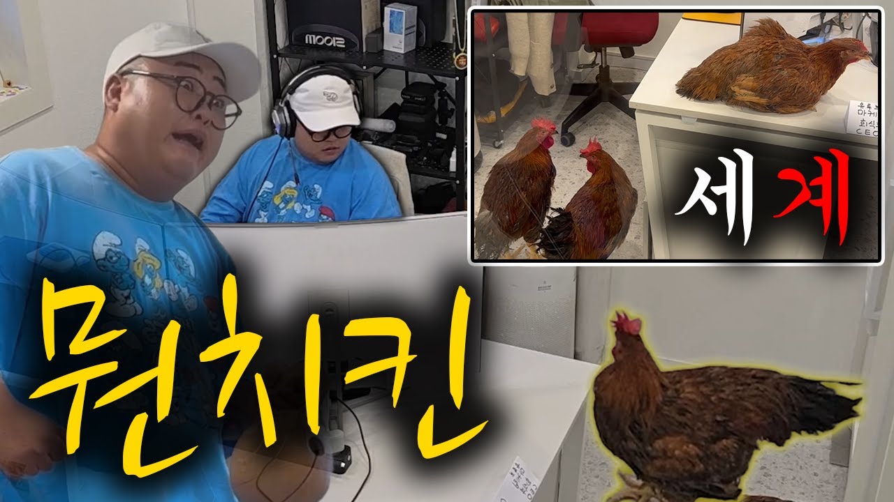 닭 세마리가 내 방에 있어