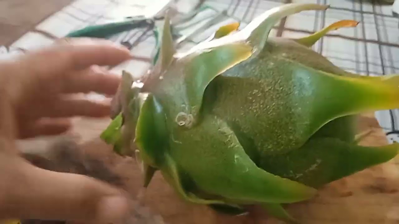 Pitaya AX híbrida. 