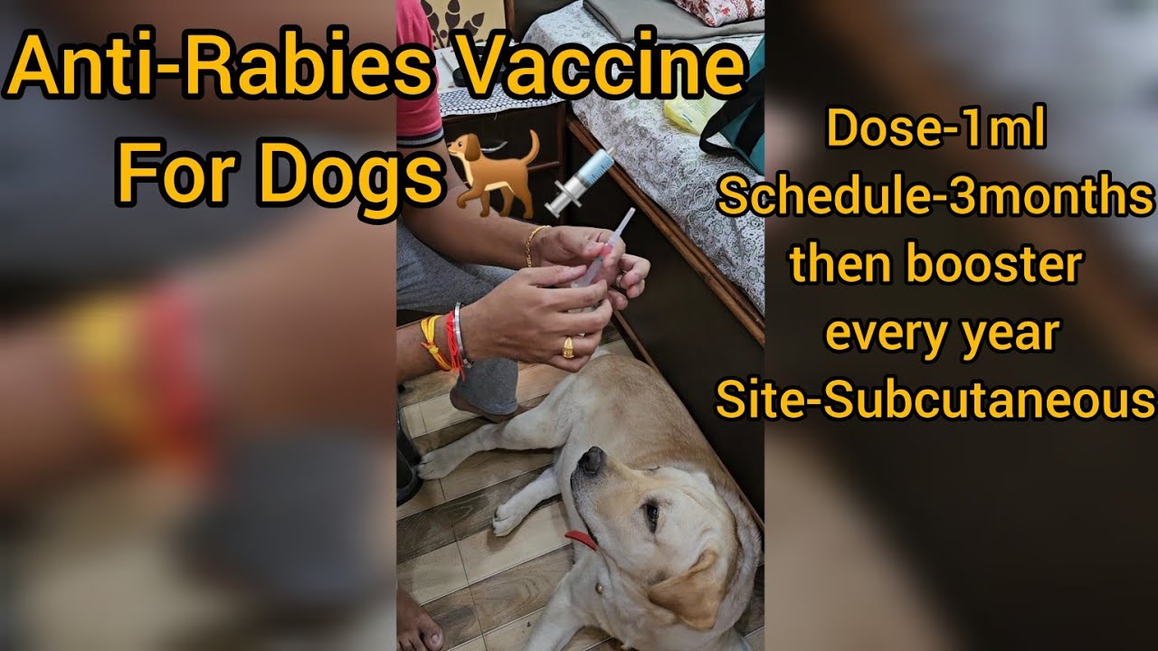 Giving Anti-Rabies Vaccine to jerry Labrador Dog at home |Anti-Rabies Vaccine schedule for pet dogs
