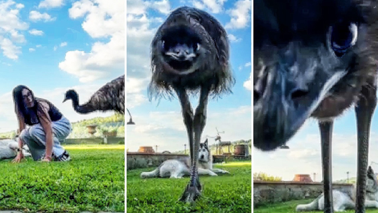 Need Funny Animals?  Start Here! 😹