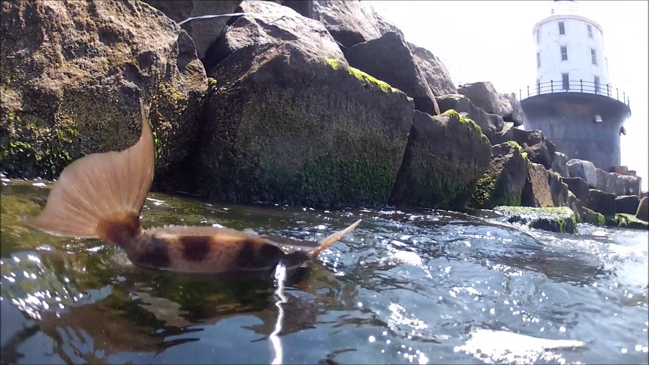Cape Henlopen Tautog & Trigger Fish - July 17, 2013