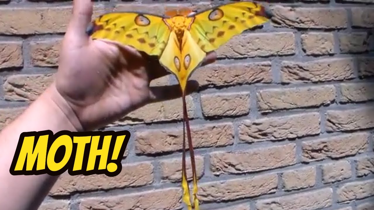 GIANT COMET MOTH: Male (Argema mittrei)