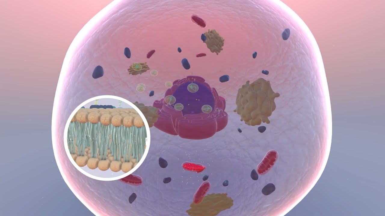 Cellemembran og transport - cellens anatomi