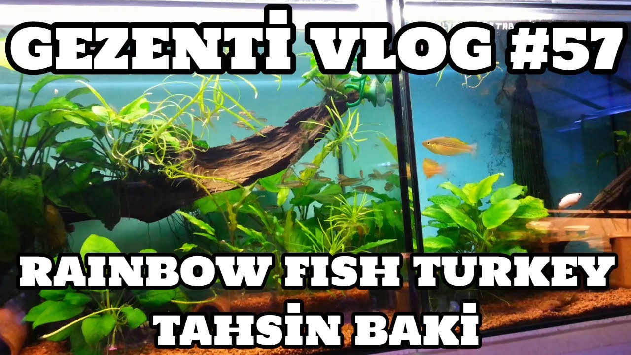 Gezenti Vlog #57 (Rainbow Fish Turkey) [Tahsin Baki]