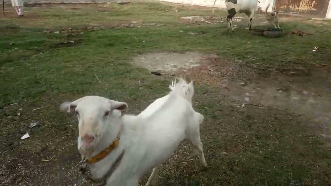 Palai Service For Cattle And Goats Are Now Available In Rawalpindi Or Islamabad  |  Qurbani K Janwar