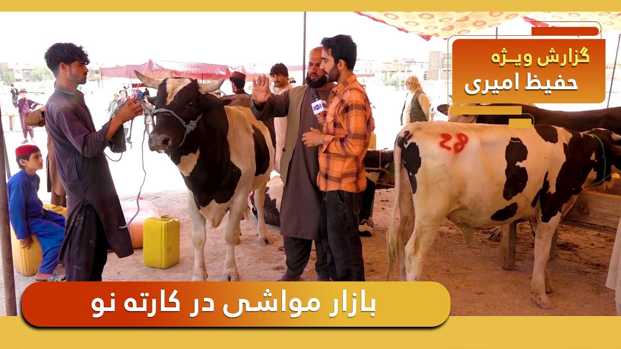 Livestock market in Karte Naw, Hafiz Amiri reports / بازار نقاش در ساحه کارته نو در گزارش حفیظ امیری