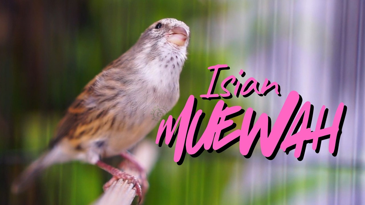MATERI ISIAN MUEWAH FAVORITE! MASTERAN KENARI ISIAN BLACKTHROAT GACOR DURASI PANJANG MUDAH MASUK
