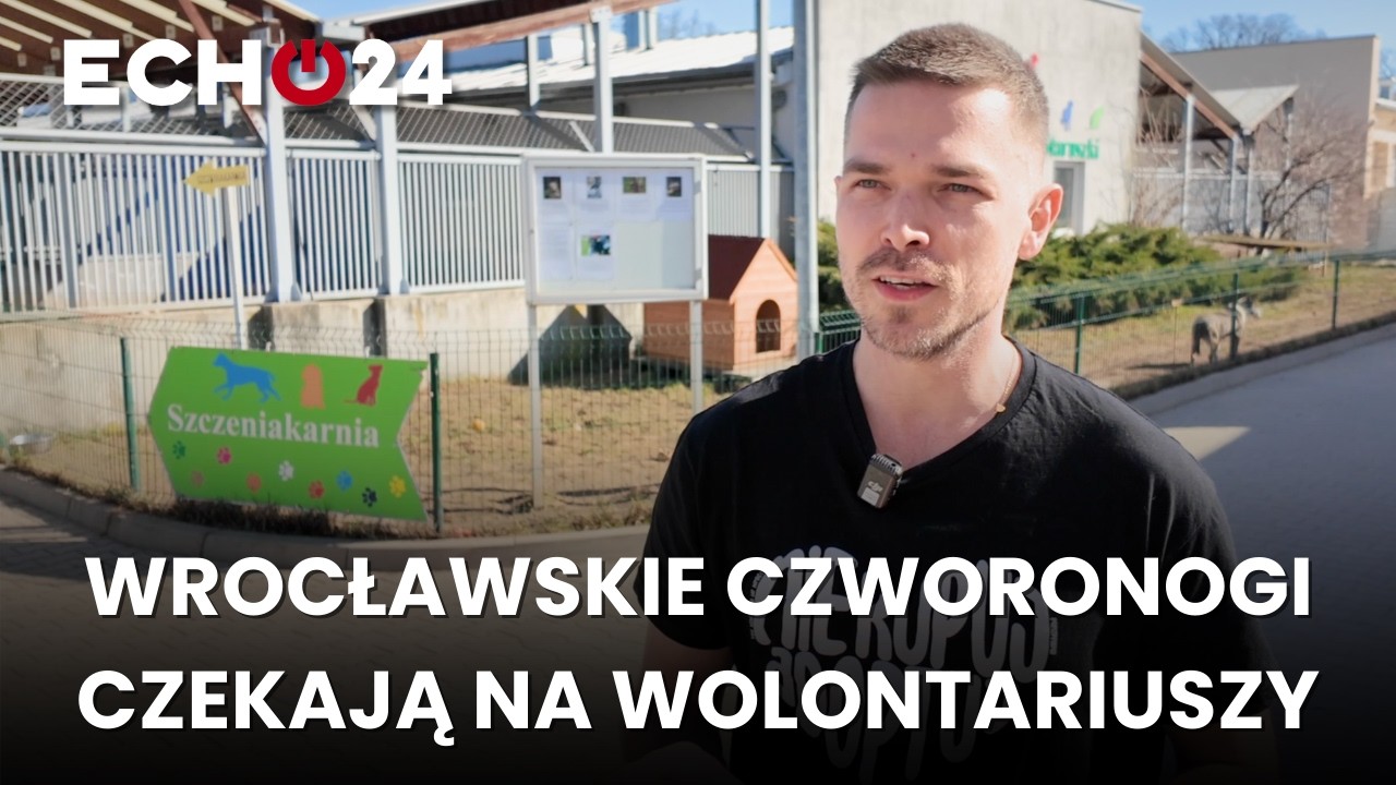 Wrocławskie czworonogi czekają na wolontariuszy