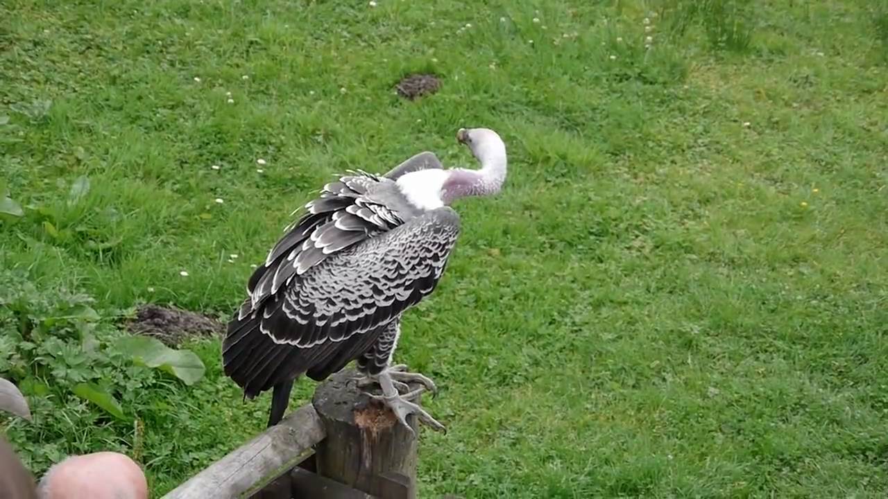 Gandalf the Ruppell's Griffon Vulture from the World of Wings