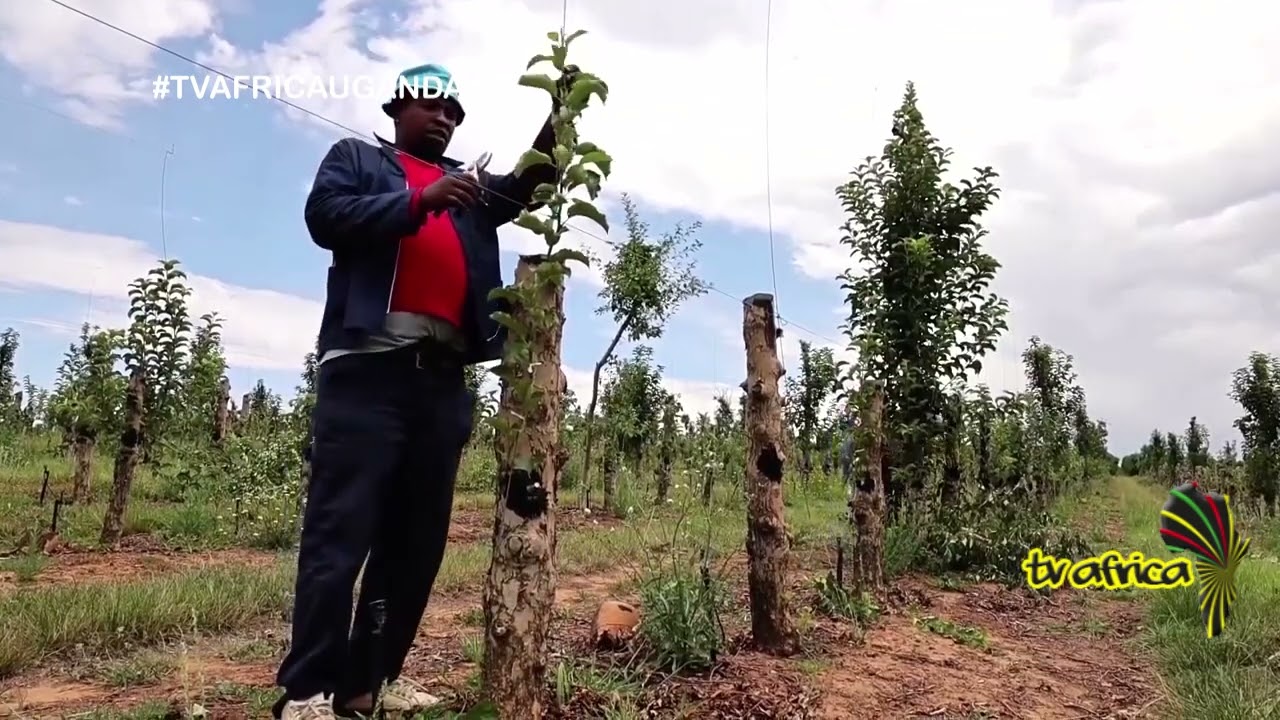 S.A ENERGY CRISIS: South African farmer warns of 'lots of food shortages' amidst ongoing power cuts