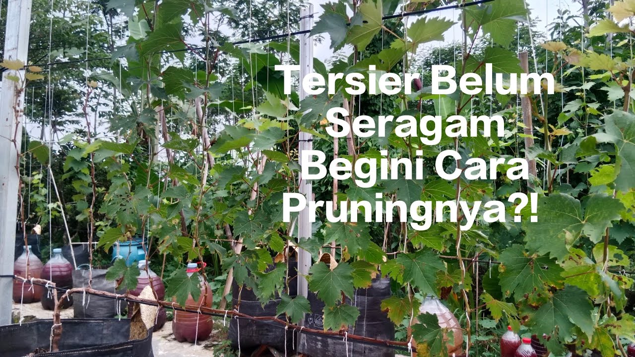 Cara Pruning Pembuahan Anggur Untuk Cabang Tersier Yang Belum Seragam?!