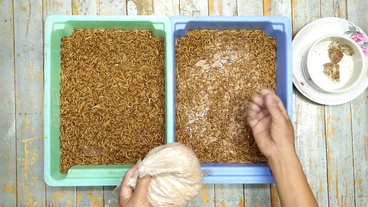 สัตว์เลี้ยง # 9   หนอนนก เก็บอย่างไรไม่ตาย หนอนนกWorm, bird feeder