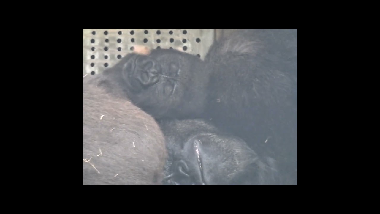 Taking a nap with dad cheek to cheek.#Gorilla D'jeeco dad & son Ringo。Jabali #shorts.DR臉貼臉午睡