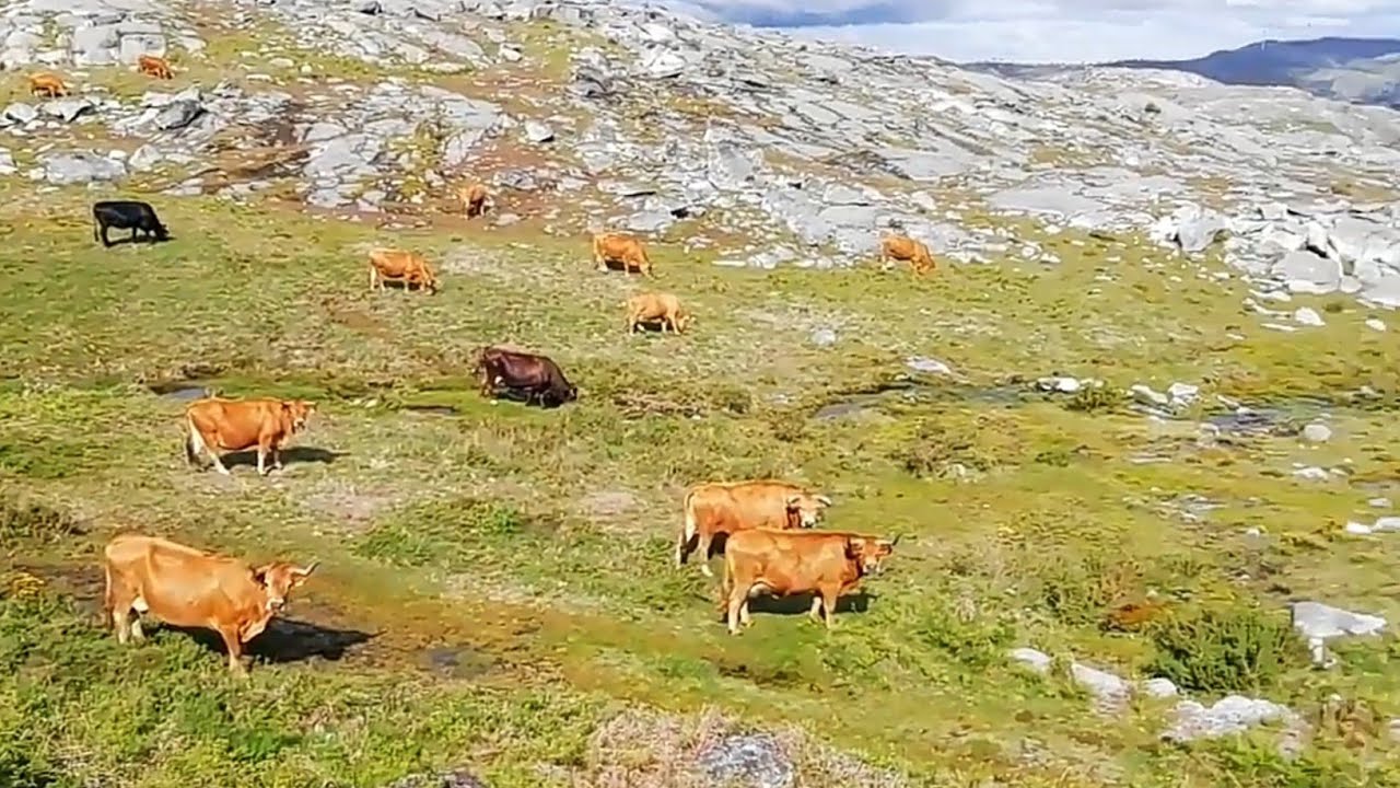 🐂 raça arouquesa🐂lindas paisagens 🦊Serra da Freita⛰️Sons do Vento e Campainhas Arouca