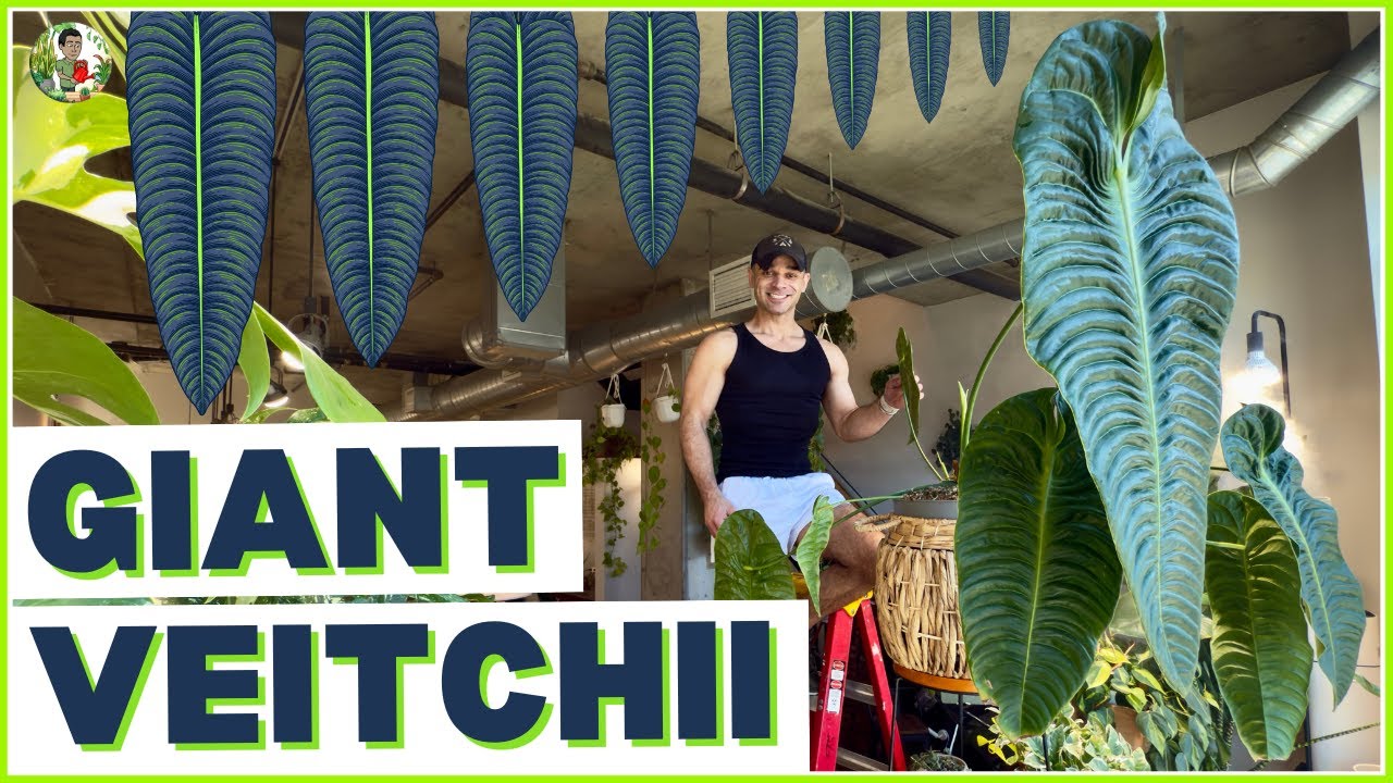 Growing MONSTER Anthurium Leaves - The Secret Method REVEALED!