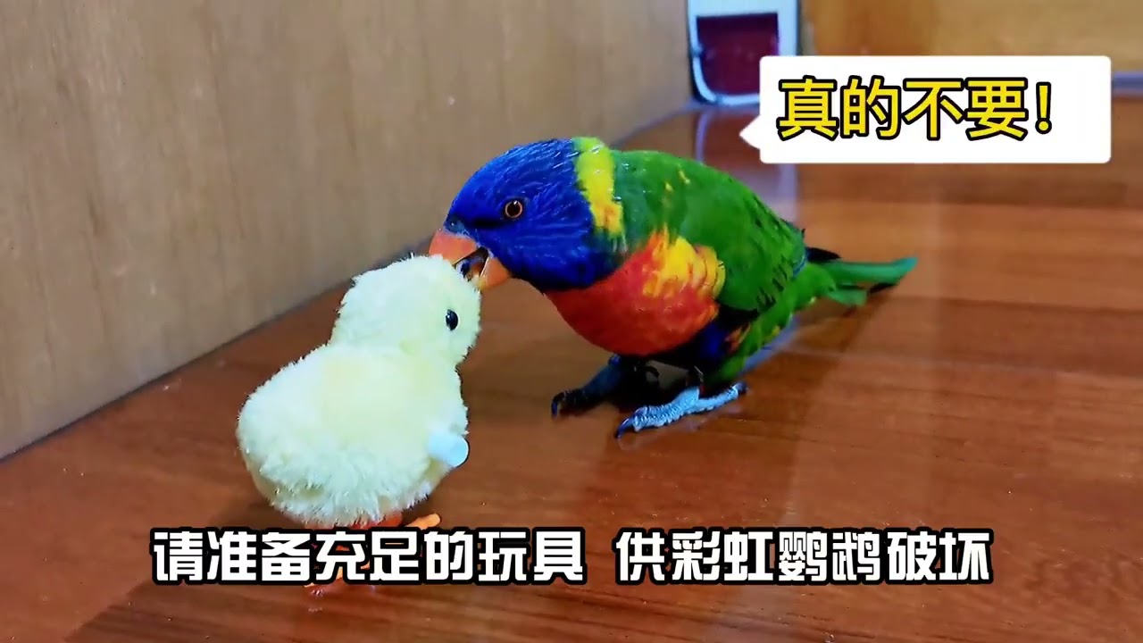 鸚鵡介紹-吸蜜鸚鵡
