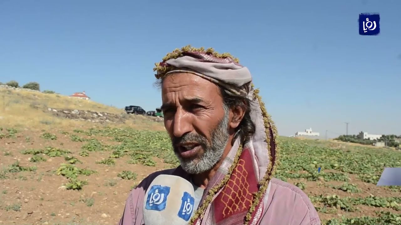 زراعة البعل.. طريقة تقليدية بلا أسمدة ومبيدات
