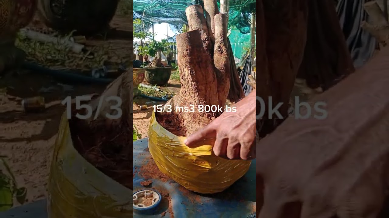 Mai Rừng mới làm về 15/3 glae LH 0852494588