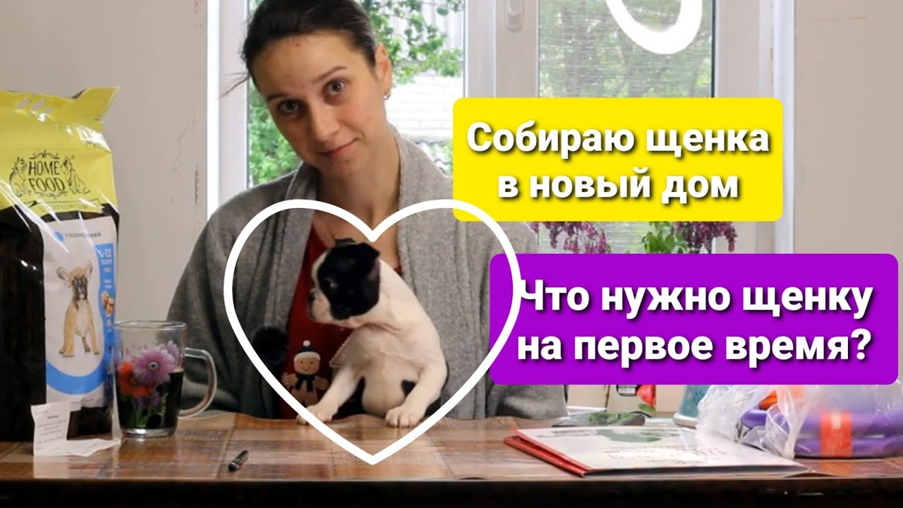 Собачья жизнь. Что нужно щенку на первое время. Собираю щенка бостон терьера в новый дом.